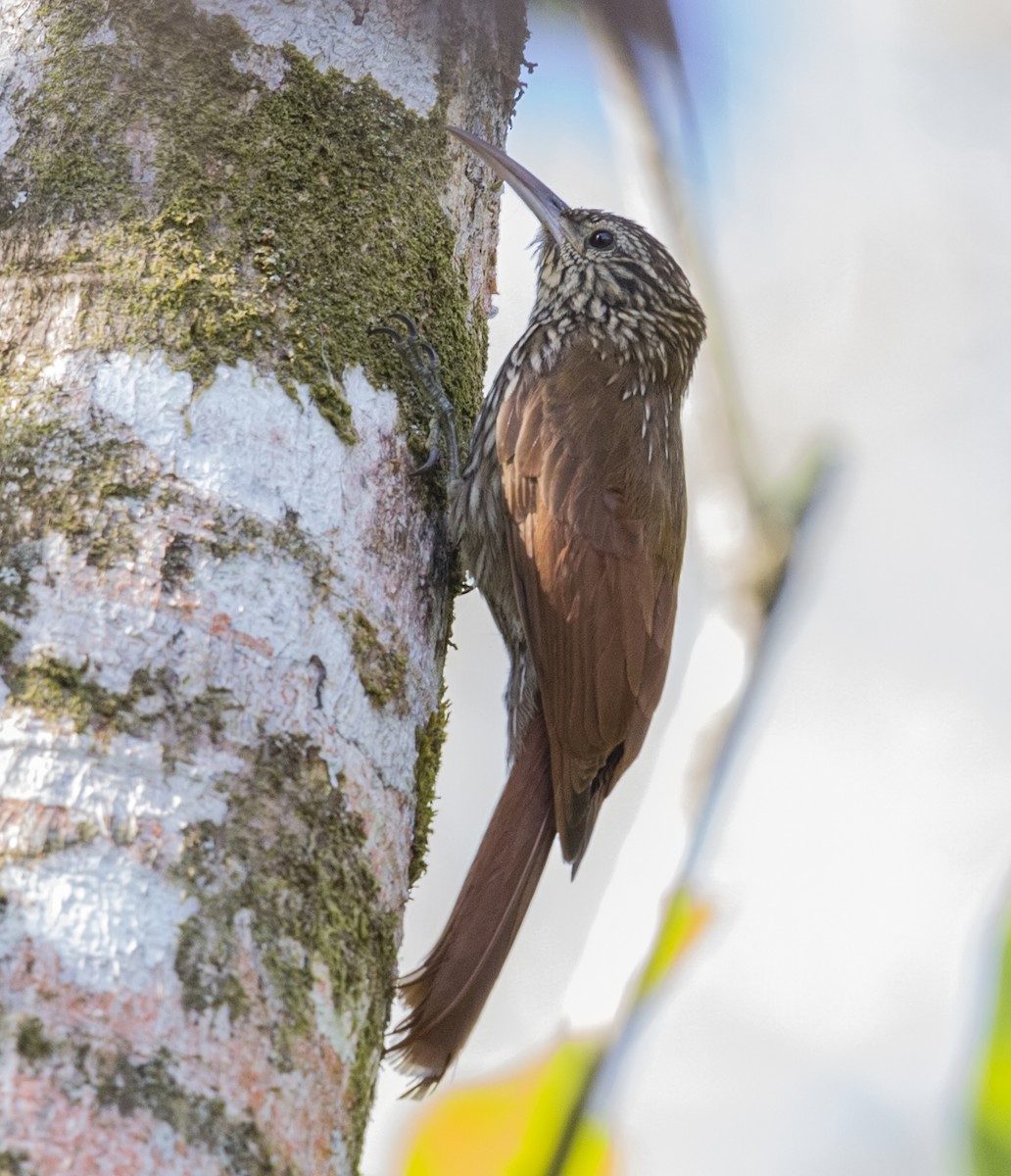 Streak-headed Woodcreeper - ML644192503