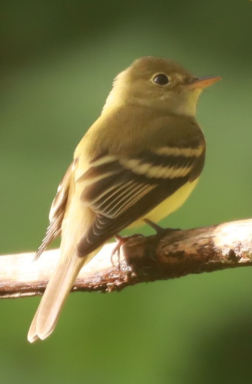 Yellow-bellied Flycatcher - ML644192504