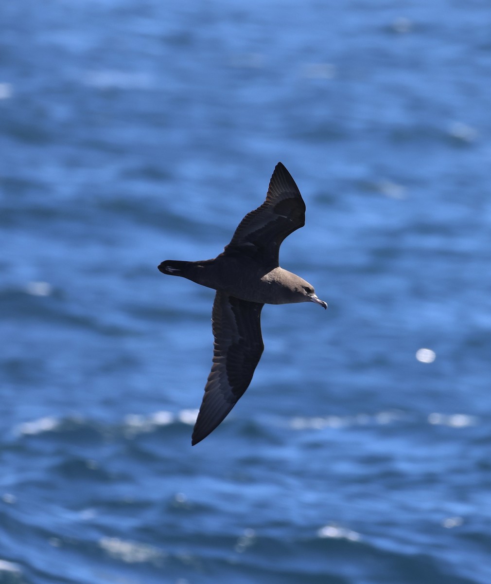 lysbeinlire - ML644192507