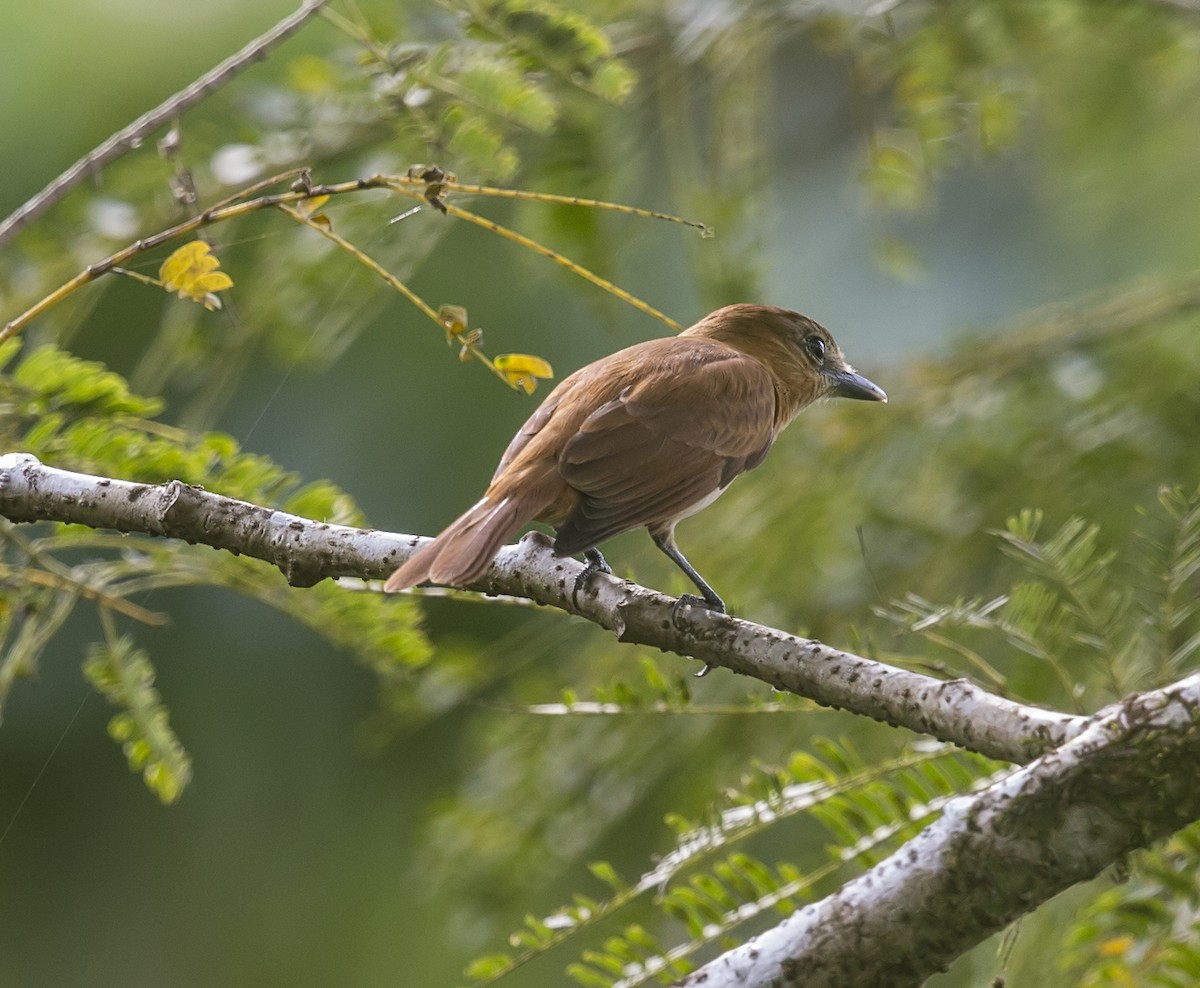 Cinnamon Becard - ML644192509
