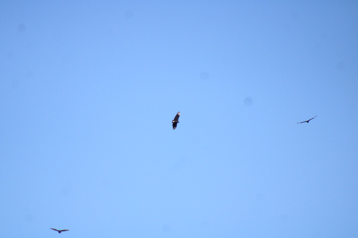 Black Vulture - ML644192514