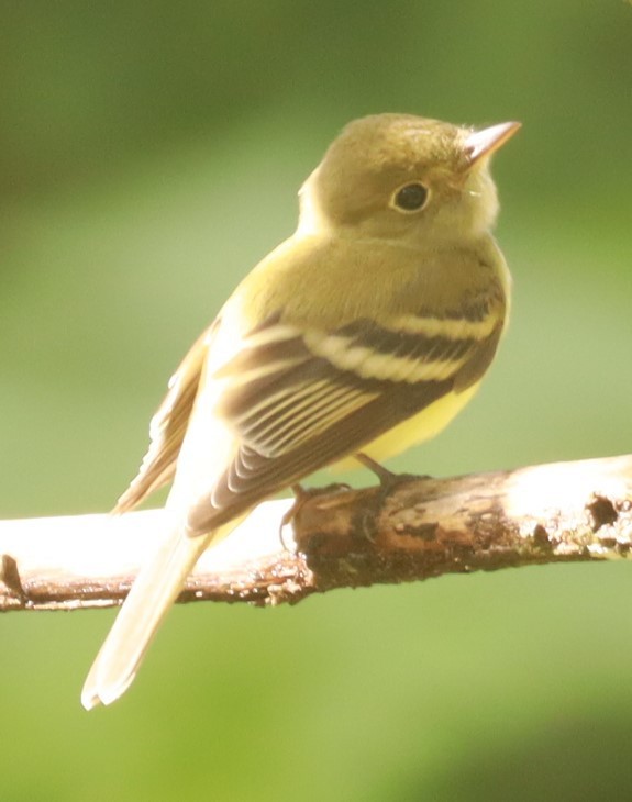 Yellow-bellied Flycatcher - ML644192517