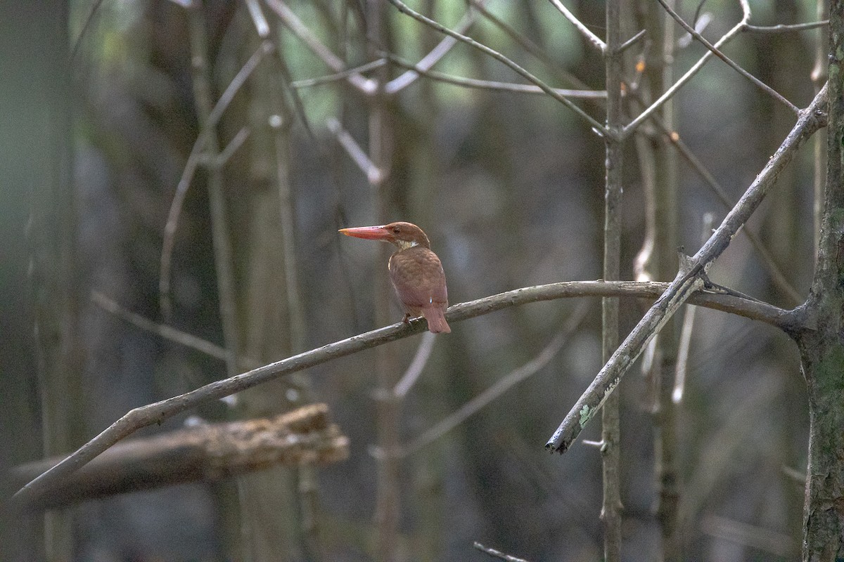 ledňáček ohnivý - ML644192520