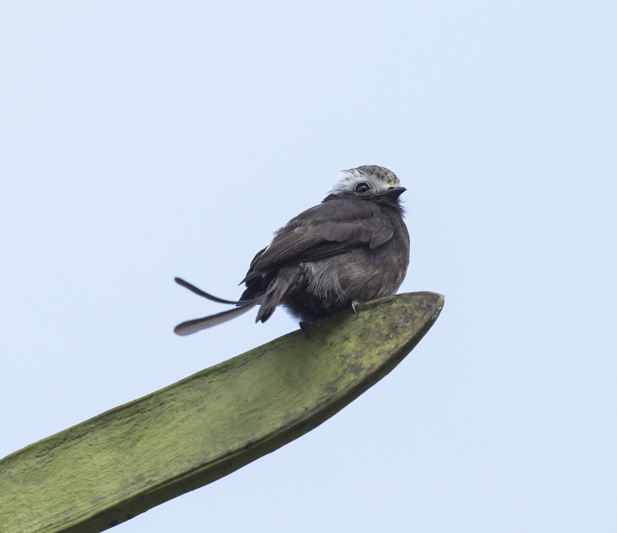 Moucherolle à longs brins - ML644192522