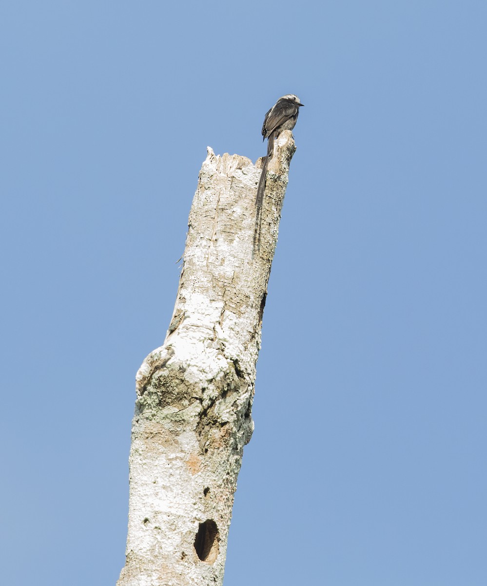 Moucherolle à longs brins - ML644192523