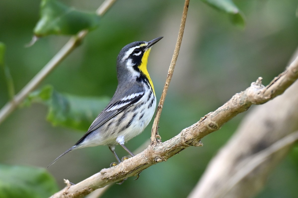 Yellow-throated Warbler - ML644192529