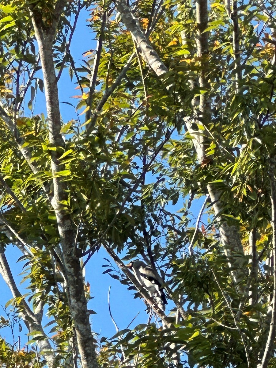 桑鳲 - ML644192530