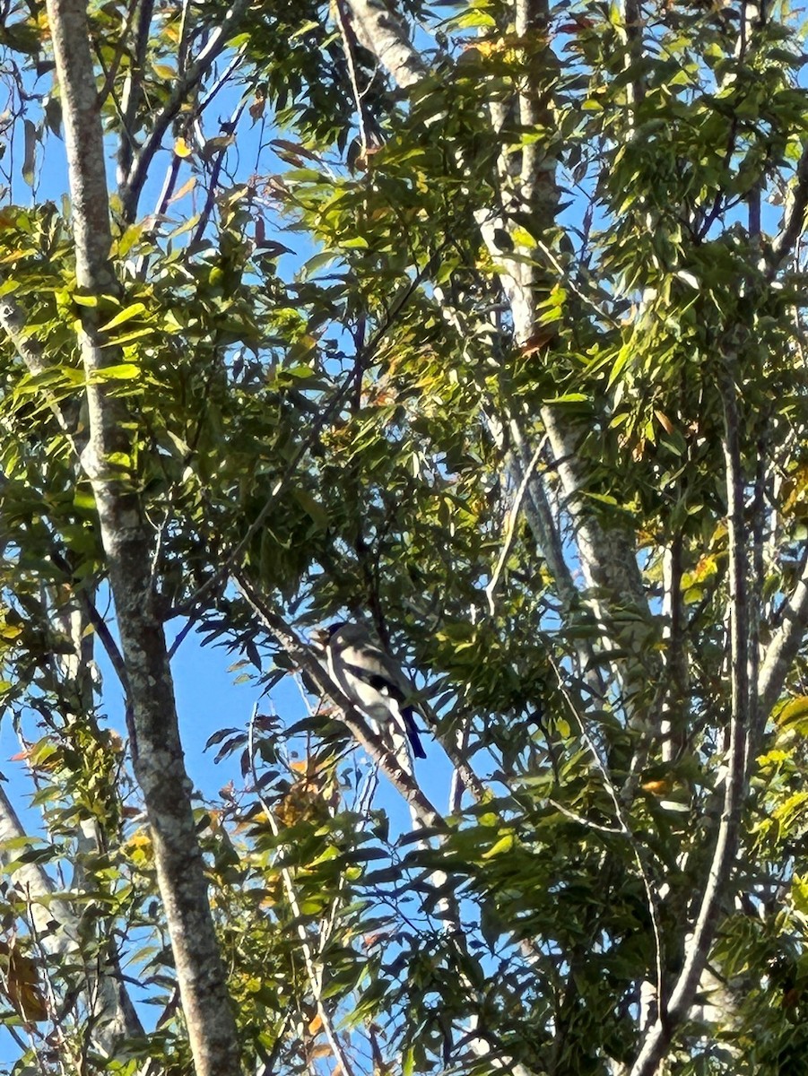 桑鳲 - ML644192534