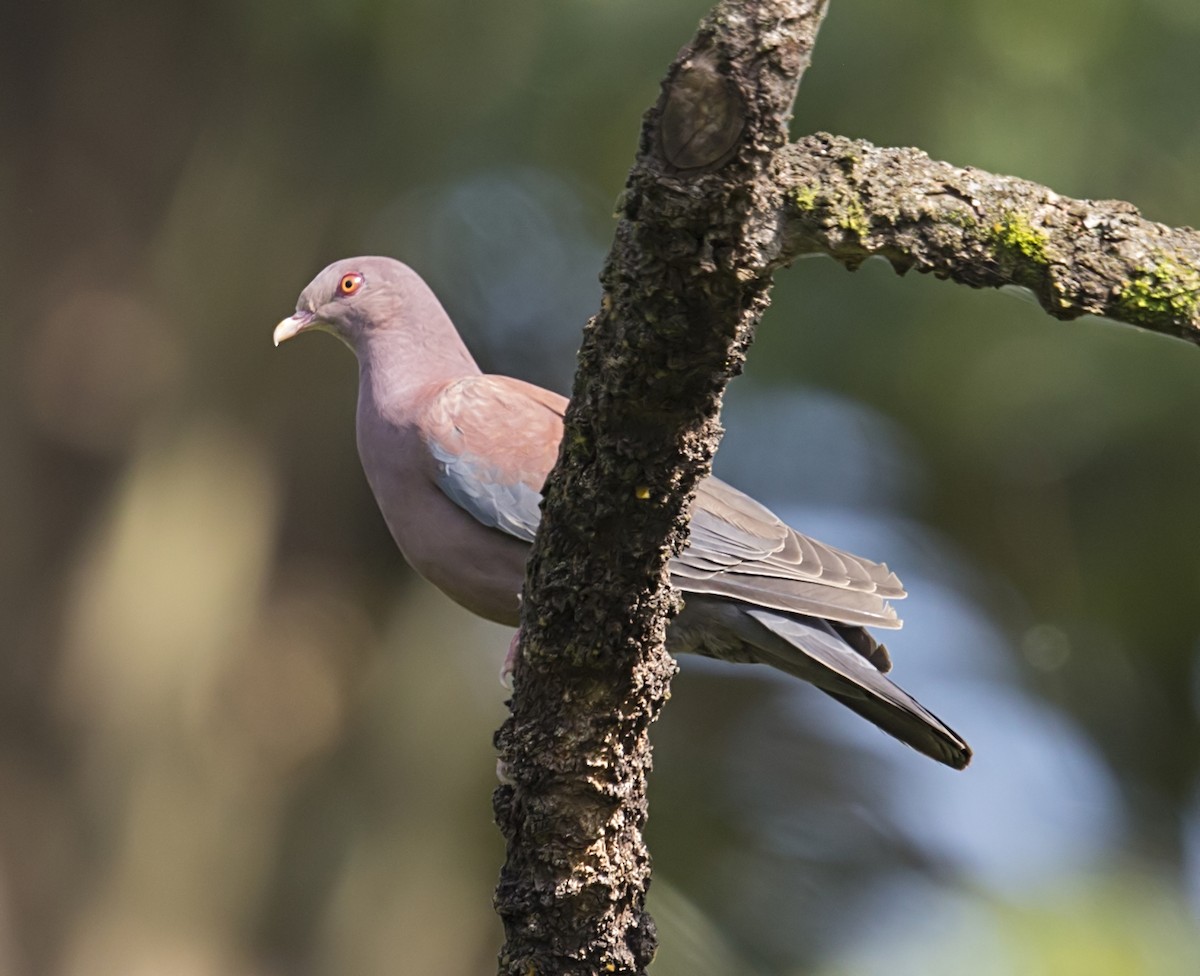 holub středoamerický - ML644192535