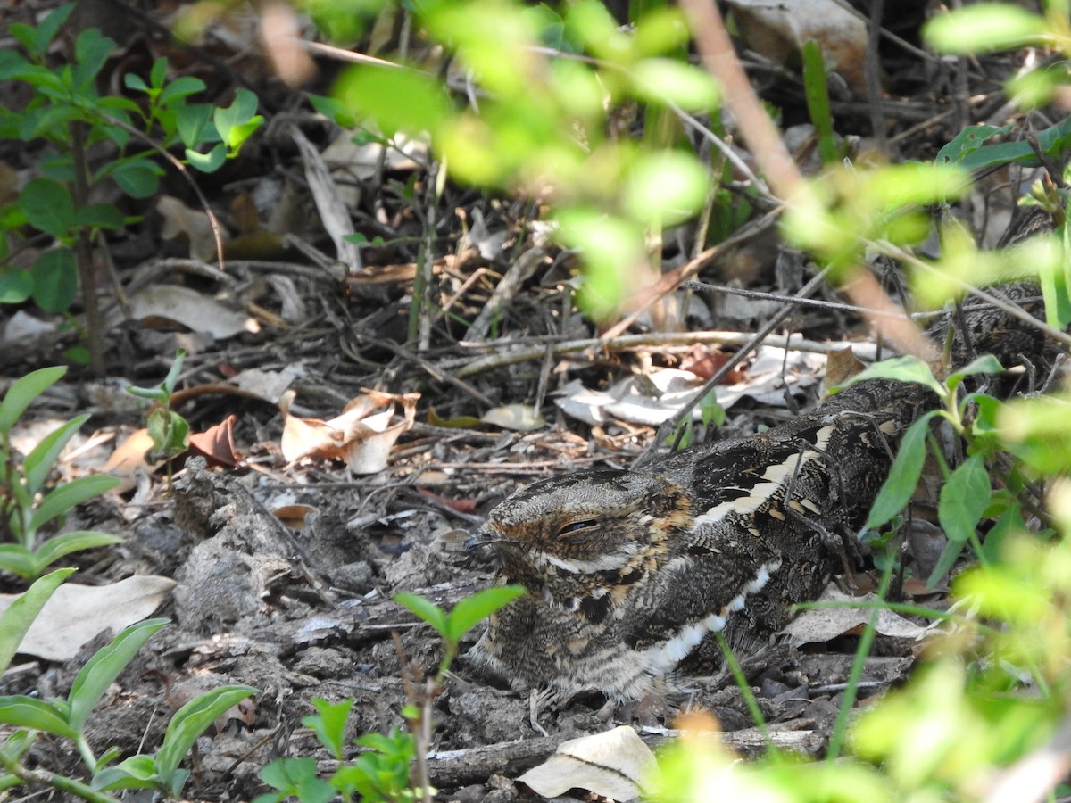 Slender-tailed Nightjar - ML644192540