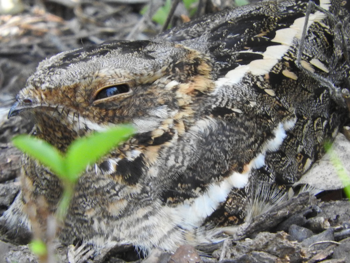 Slender-tailed Nightjar - ML644192541