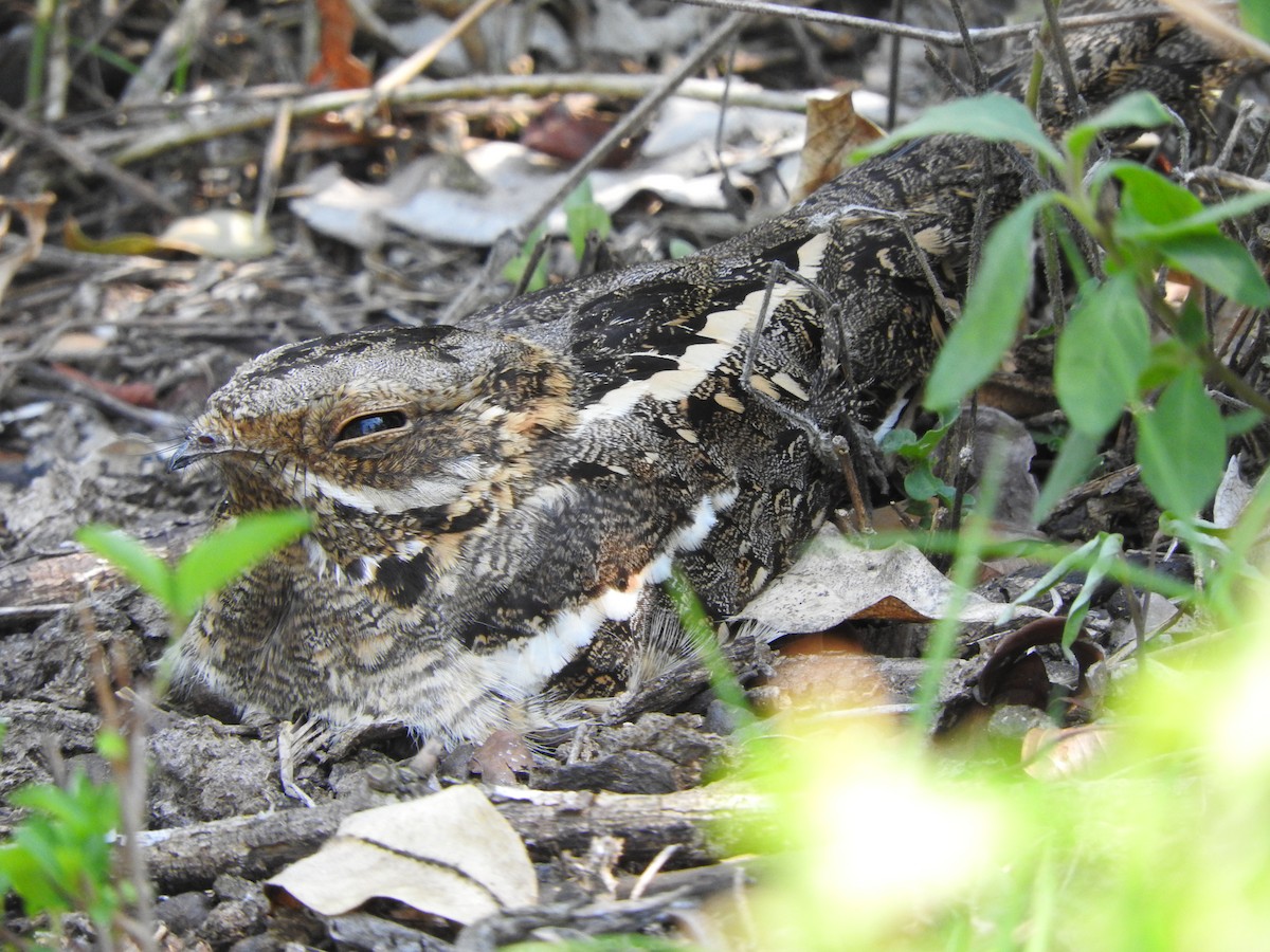Slender-tailed Nightjar - ML644192542