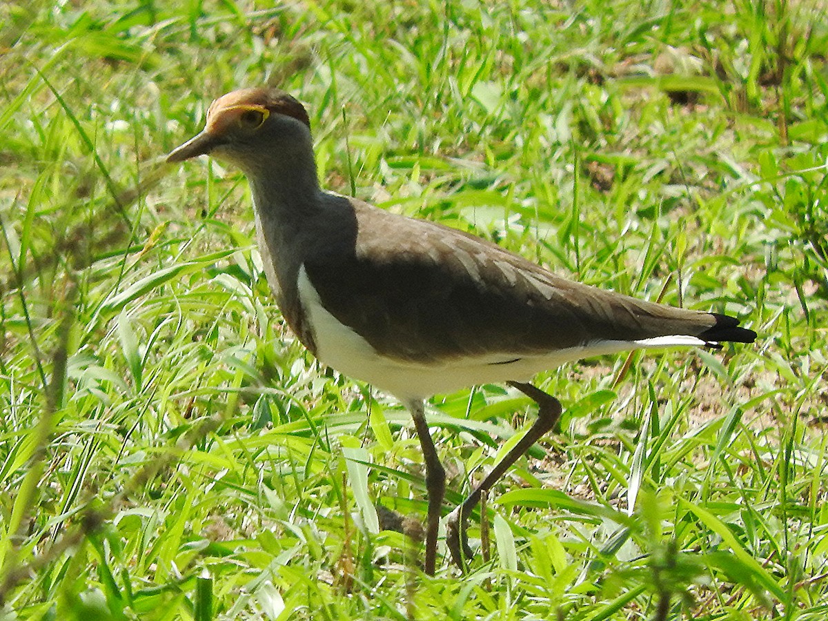 Brown-chested Lapwing - ML644192548