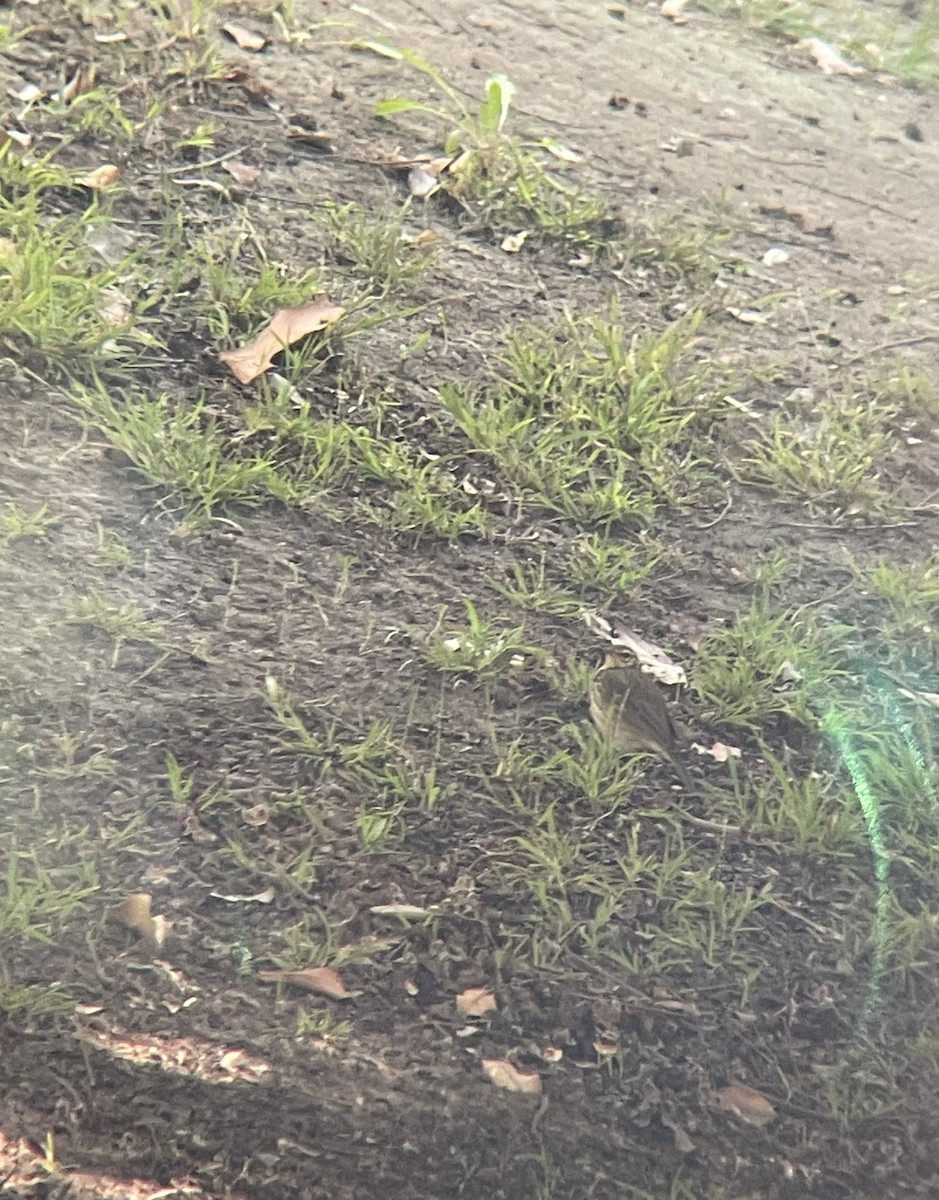 linduška olivová - ML644192549