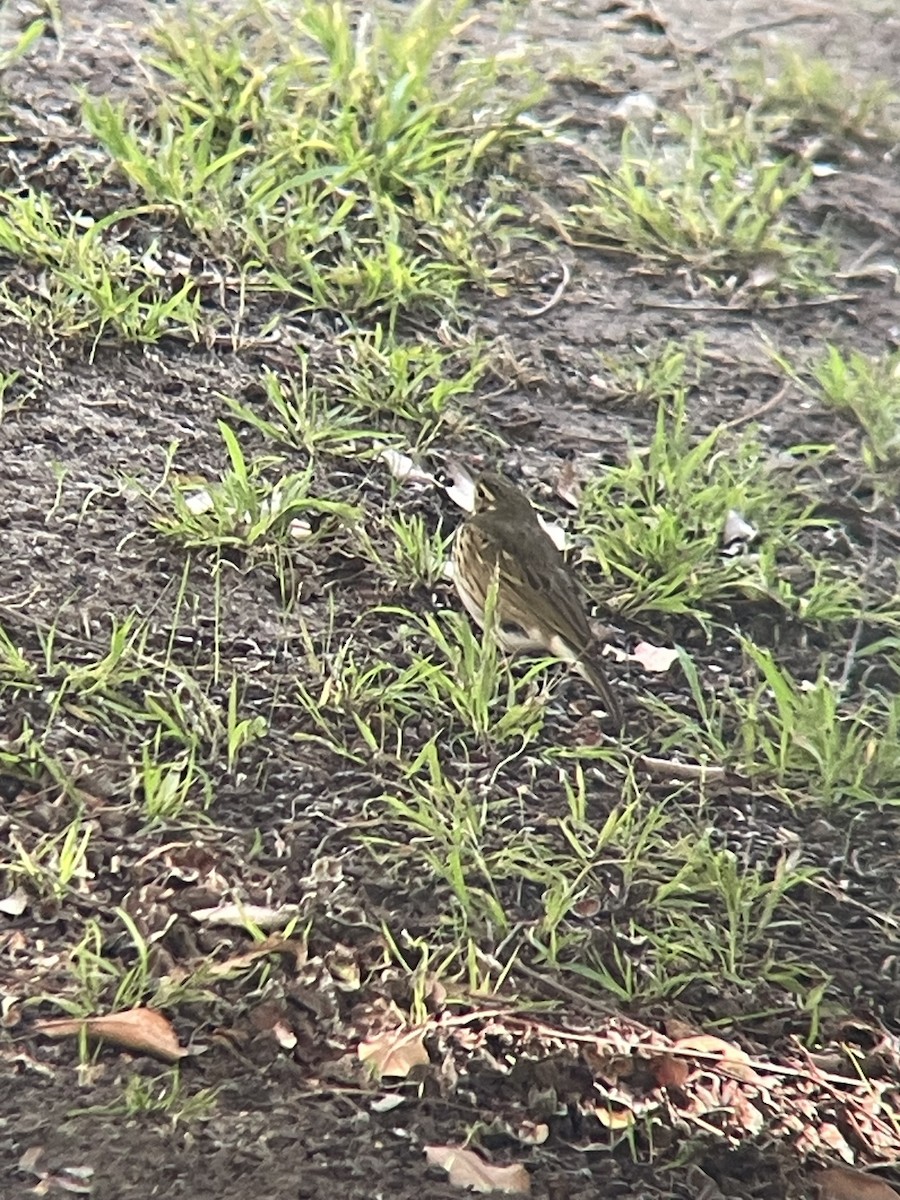 linduška olivová - ML644192550