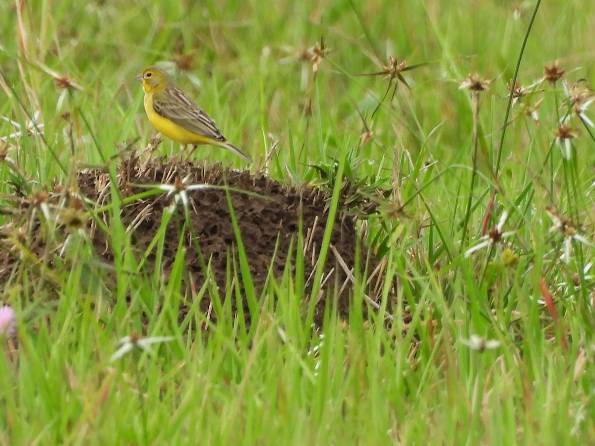 Grassland Yellow-Finch - ML644192561