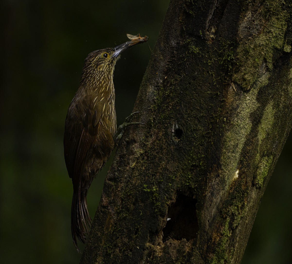 Strong-billed Woodcreeper - ML644192563