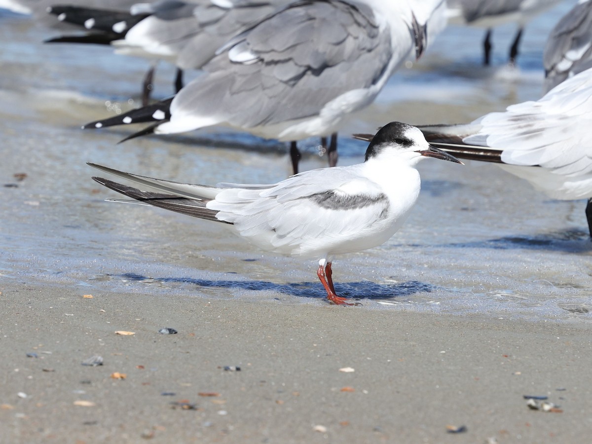 Common Tern - ML644192571