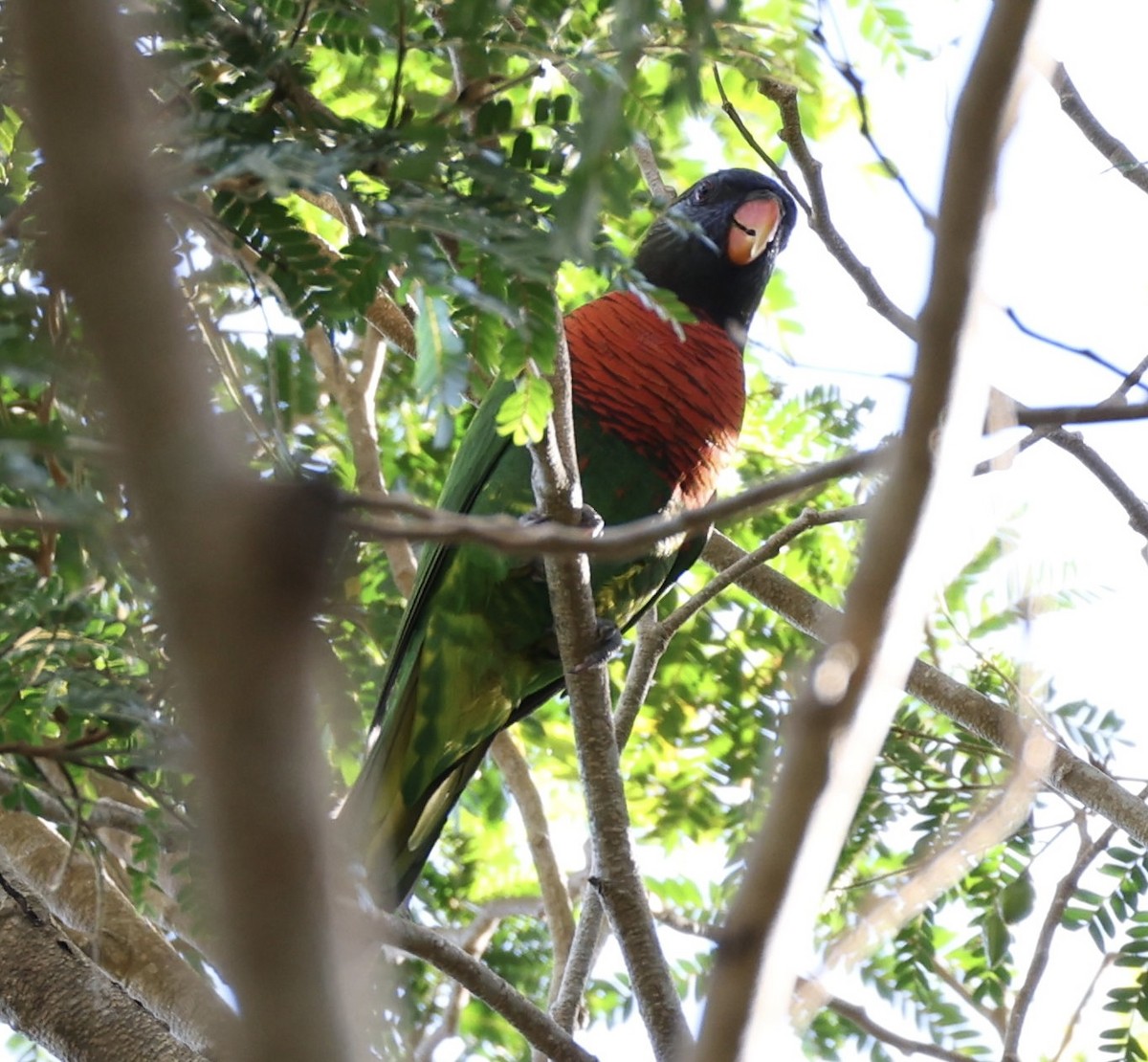 Coconut Lorikeet - ML644192574