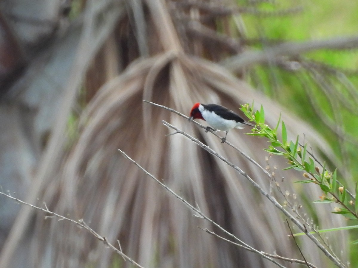 Masked Cardinal - ML644192577