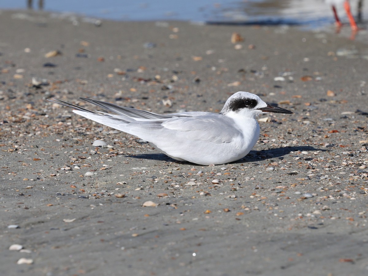 Forster's Tern - ML644192578