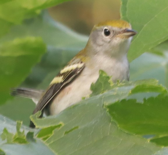 Chestnut-sided Warbler - ML644192582