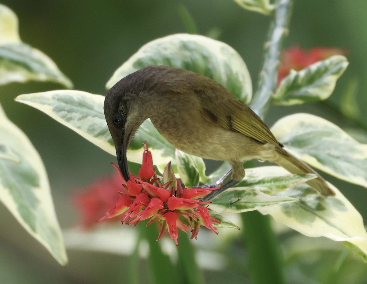 Gray-eared Honeyeater - ML644192584