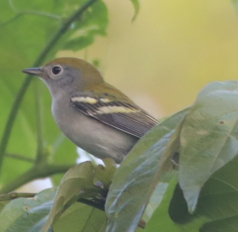 Chestnut-sided Warbler - ML644192586