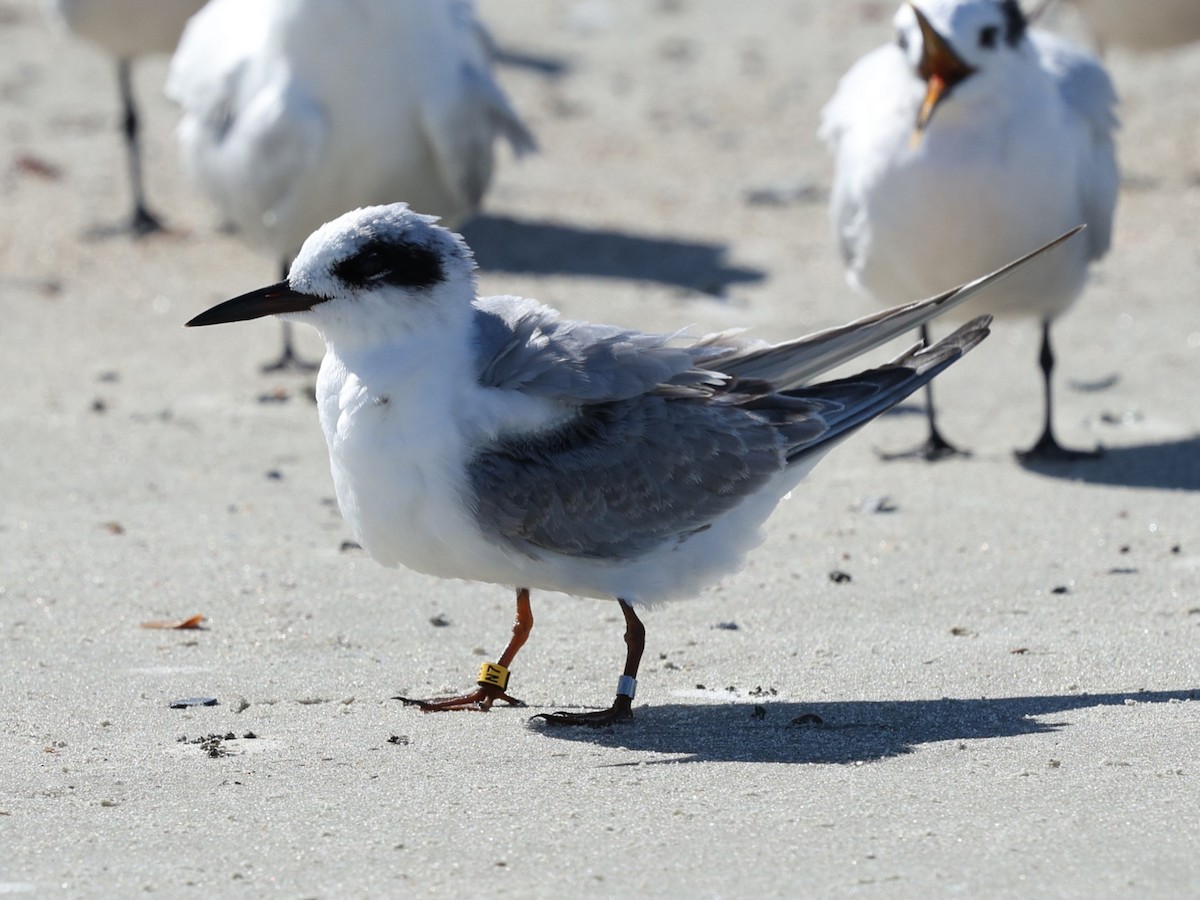 Forster's Tern - ML644192591