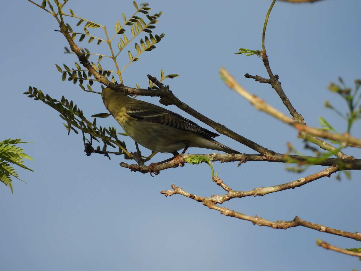 Blackpoll Warbler - ML644192601