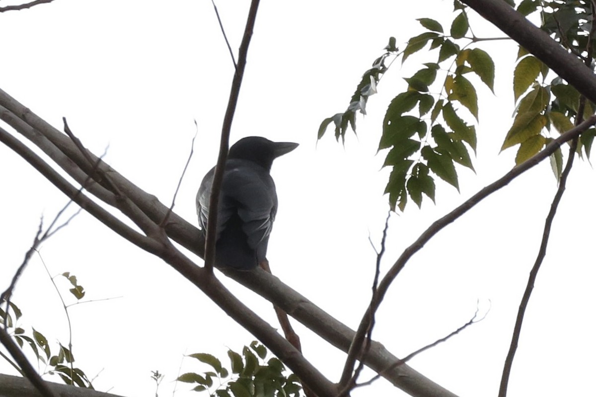 New Caledonian Crow - ML644192602