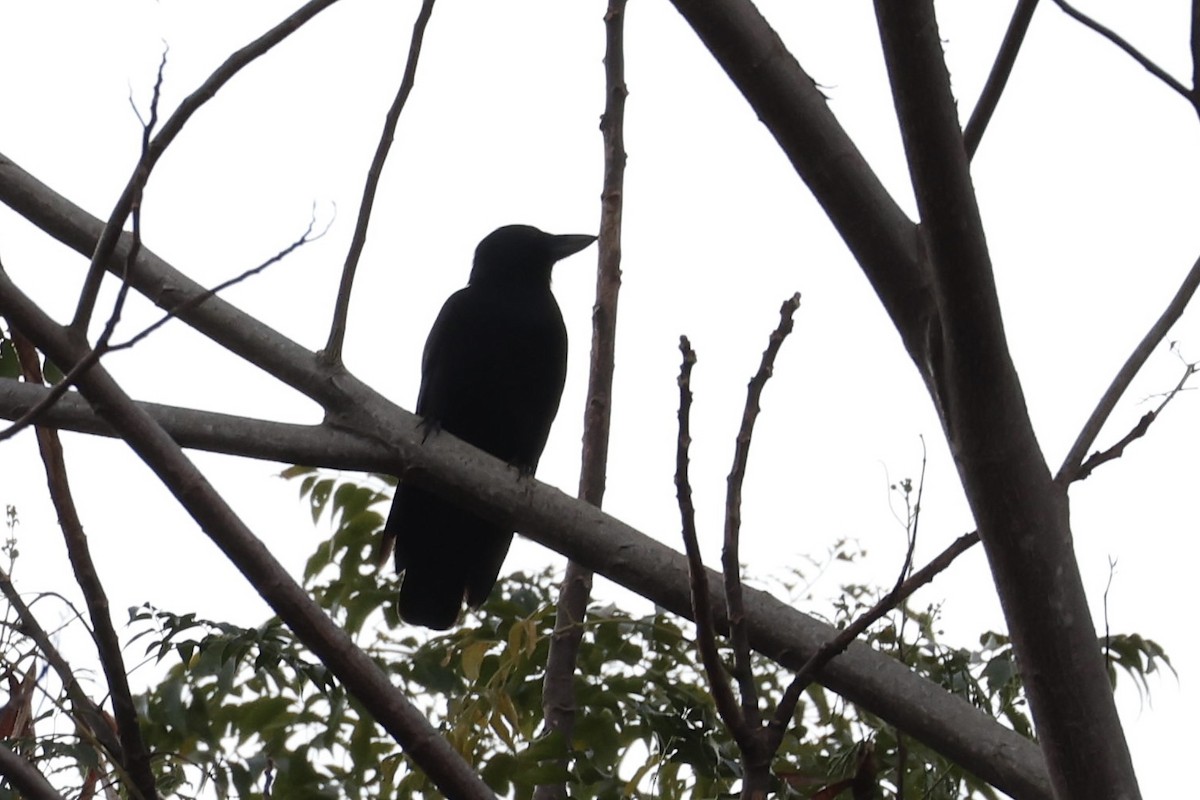 New Caledonian Crow - ML644192603