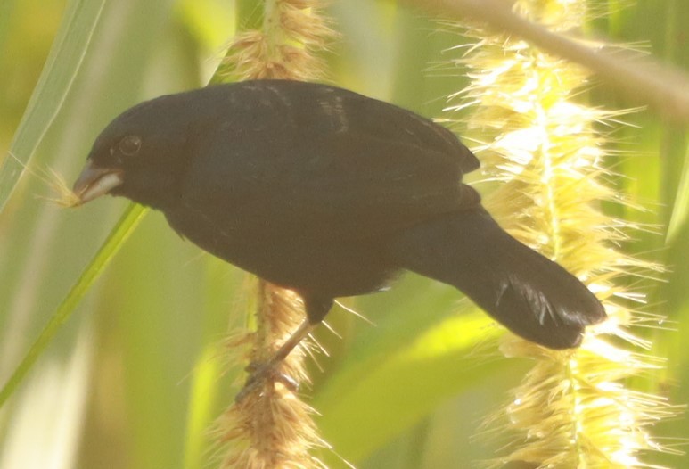 Blue-black Grassquit - ML644192604