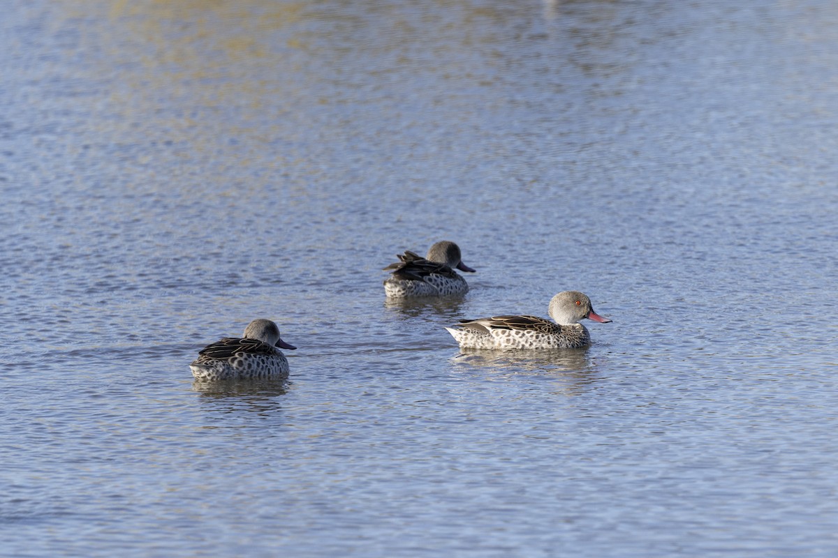 アカハシコガモ - ML644192609