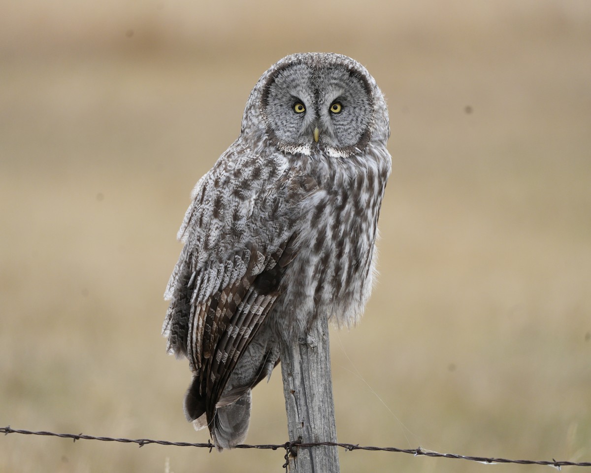 Great Gray Owl - ML644192611
