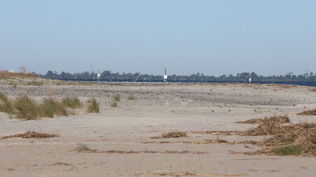 Tree Swallow - ML644192620