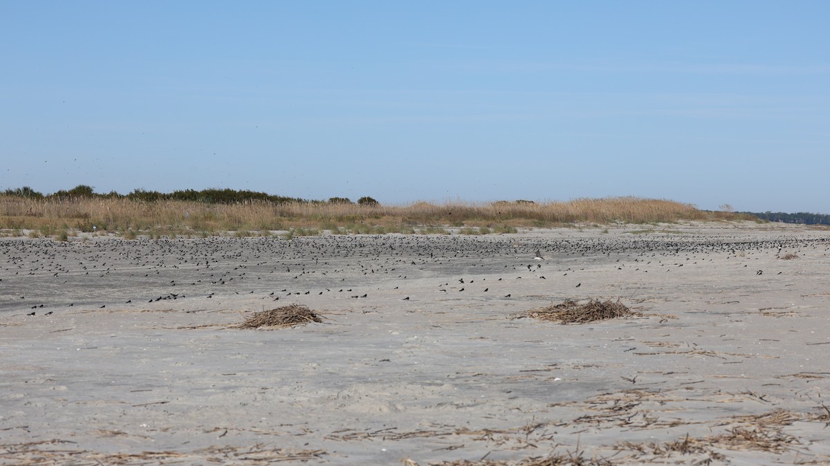 Tree Swallow - ML644192624