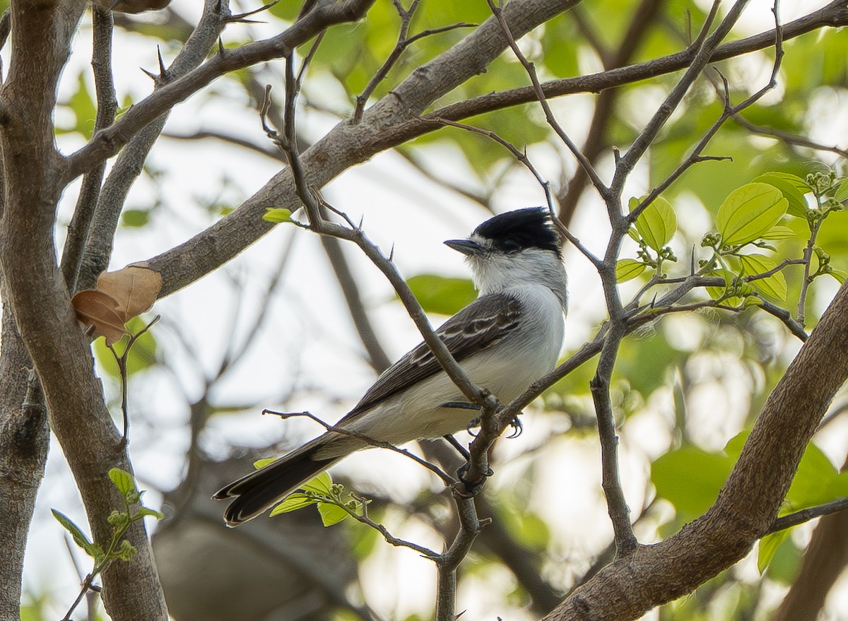 Kappenbekarde - ML644192625