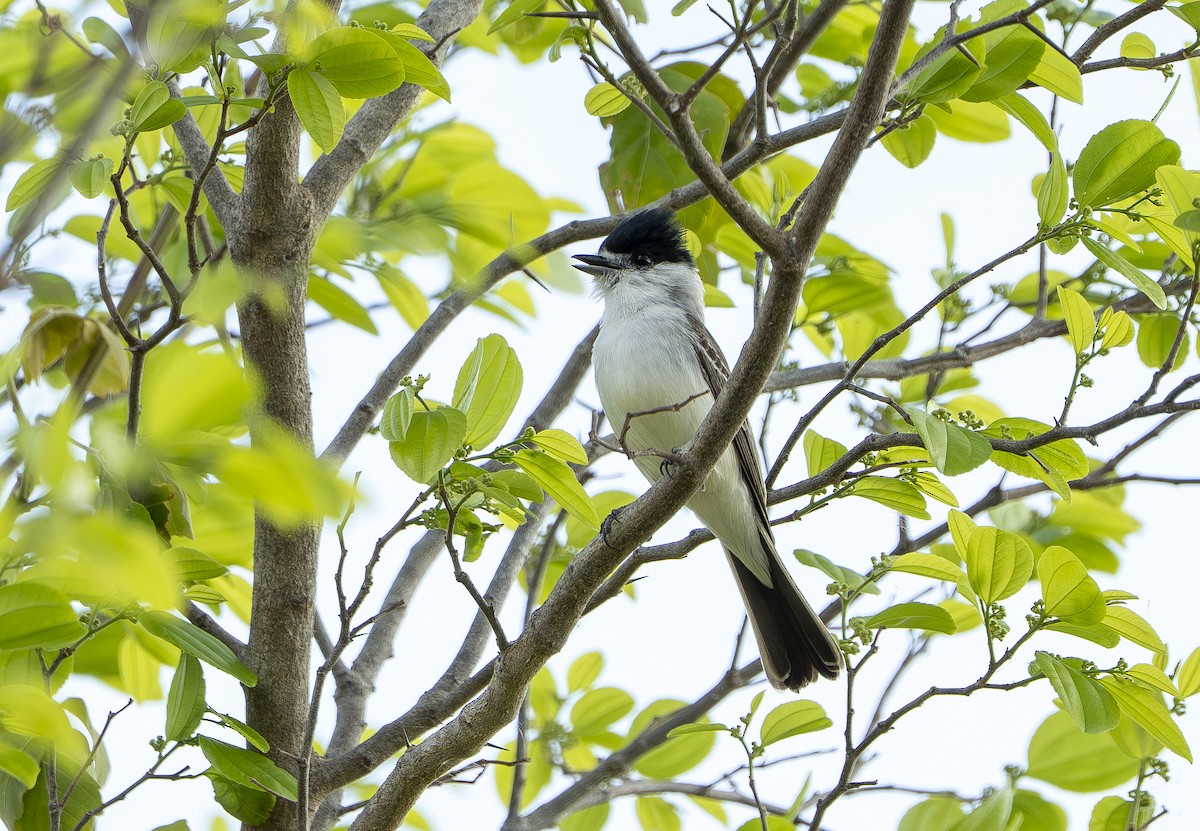 Kappenbekarde - ML644192626