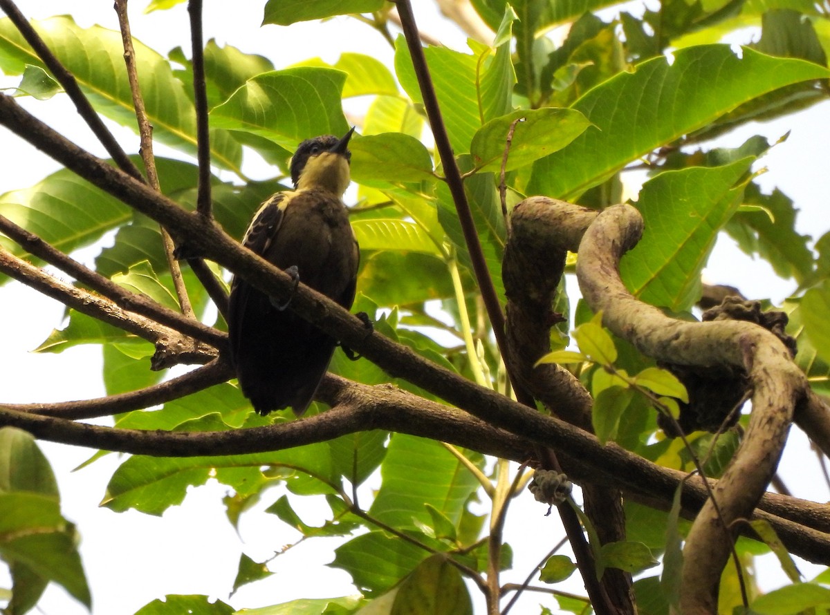 Pic canente - ML644192627