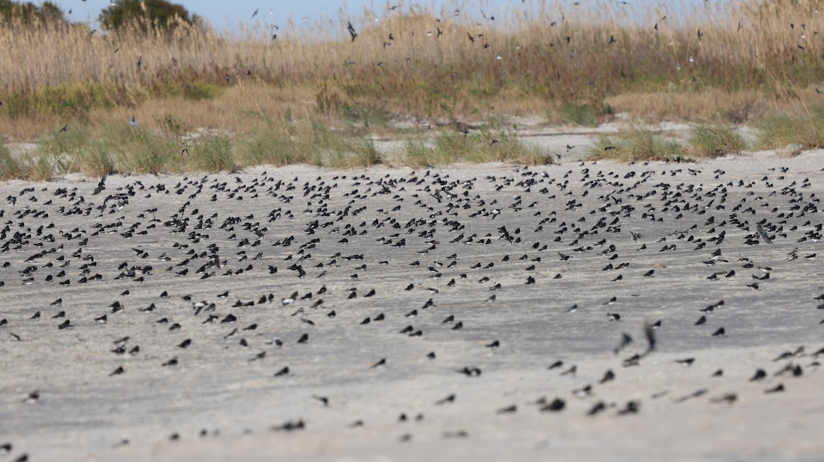 Tree Swallow - ML644192628