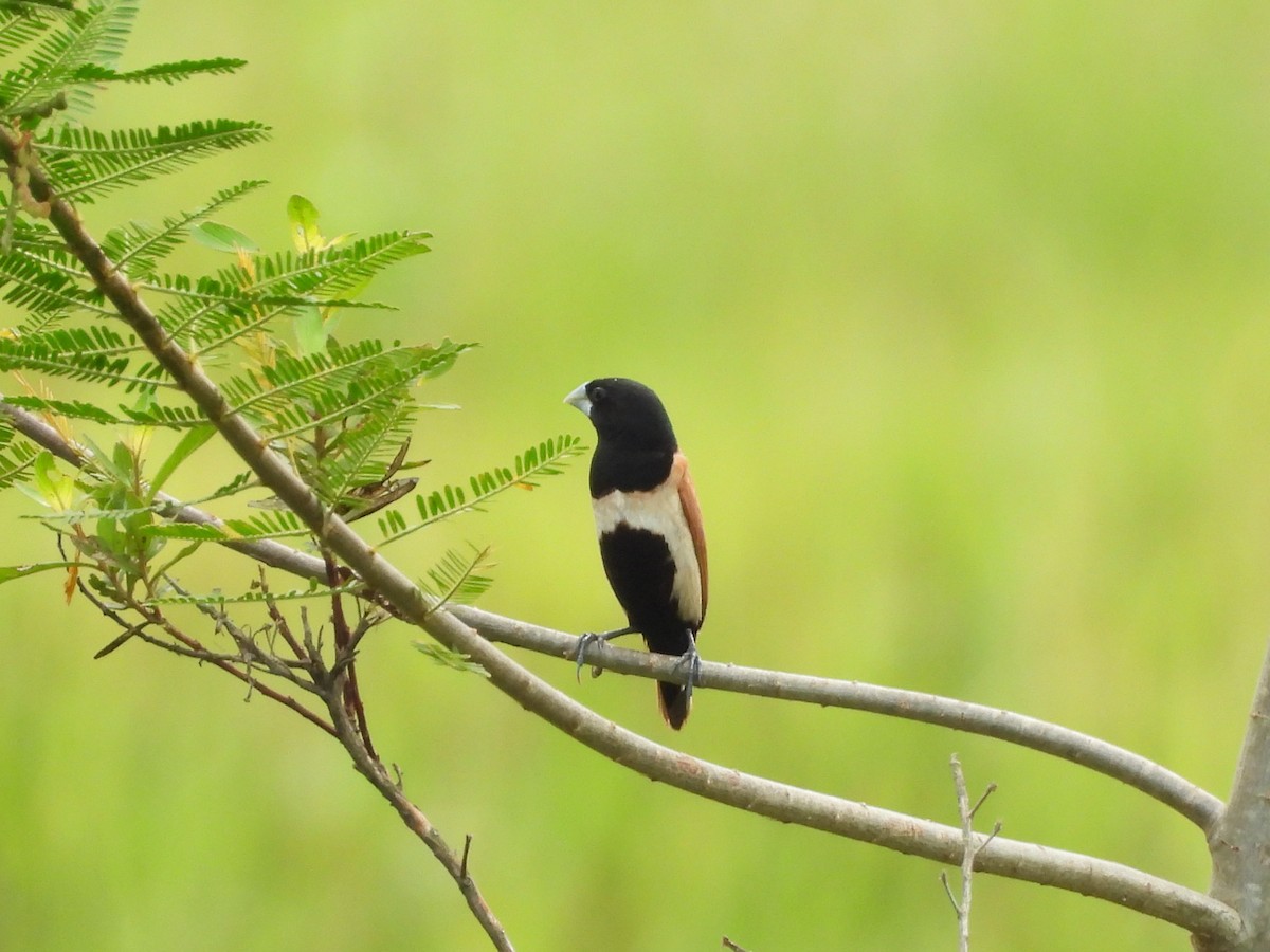 Tricolored Munia - ML644192629