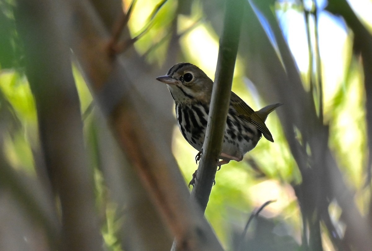 Ovenbird - ML644192633