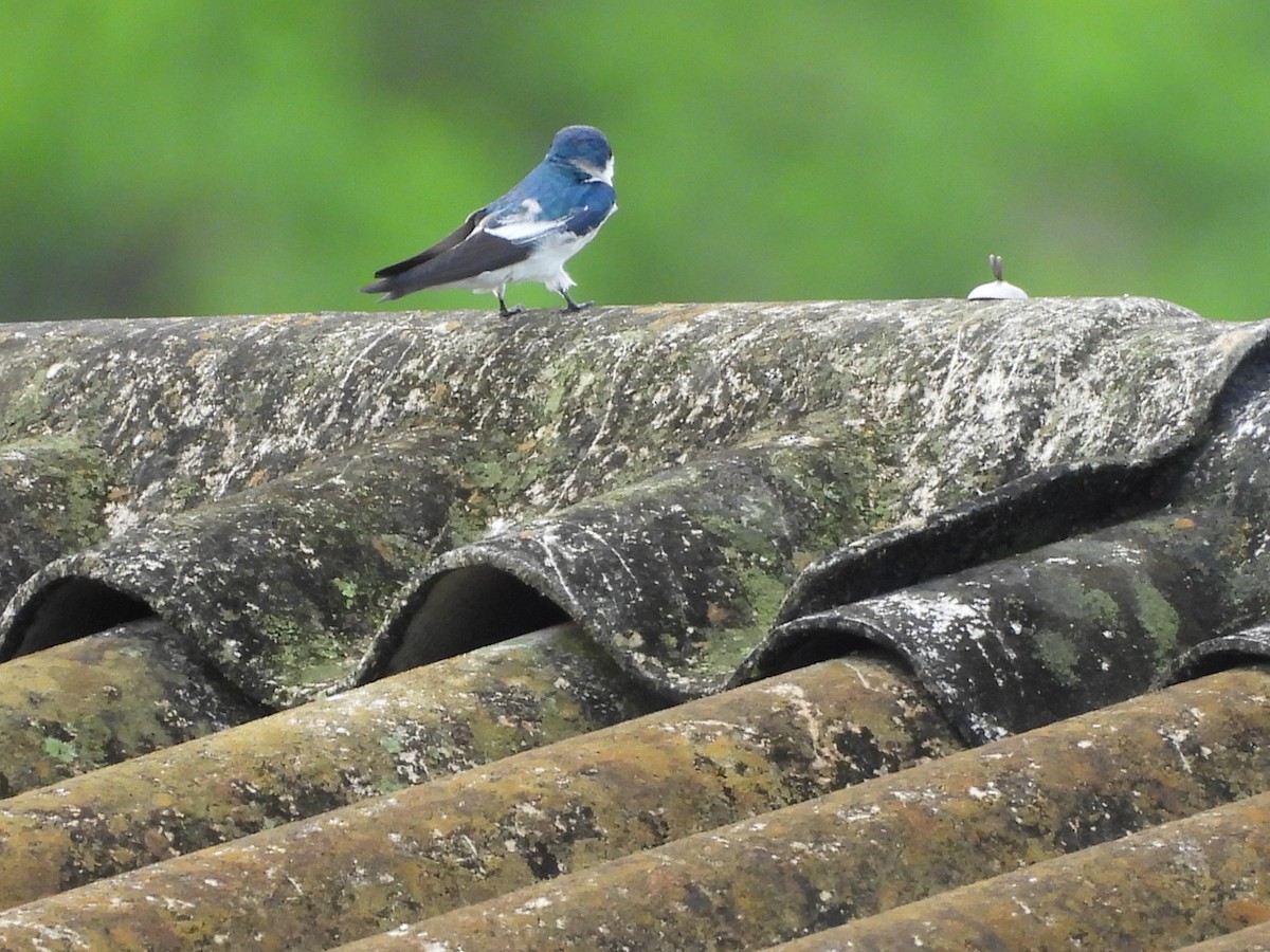 ハジロミドリツバメ - ML644192643