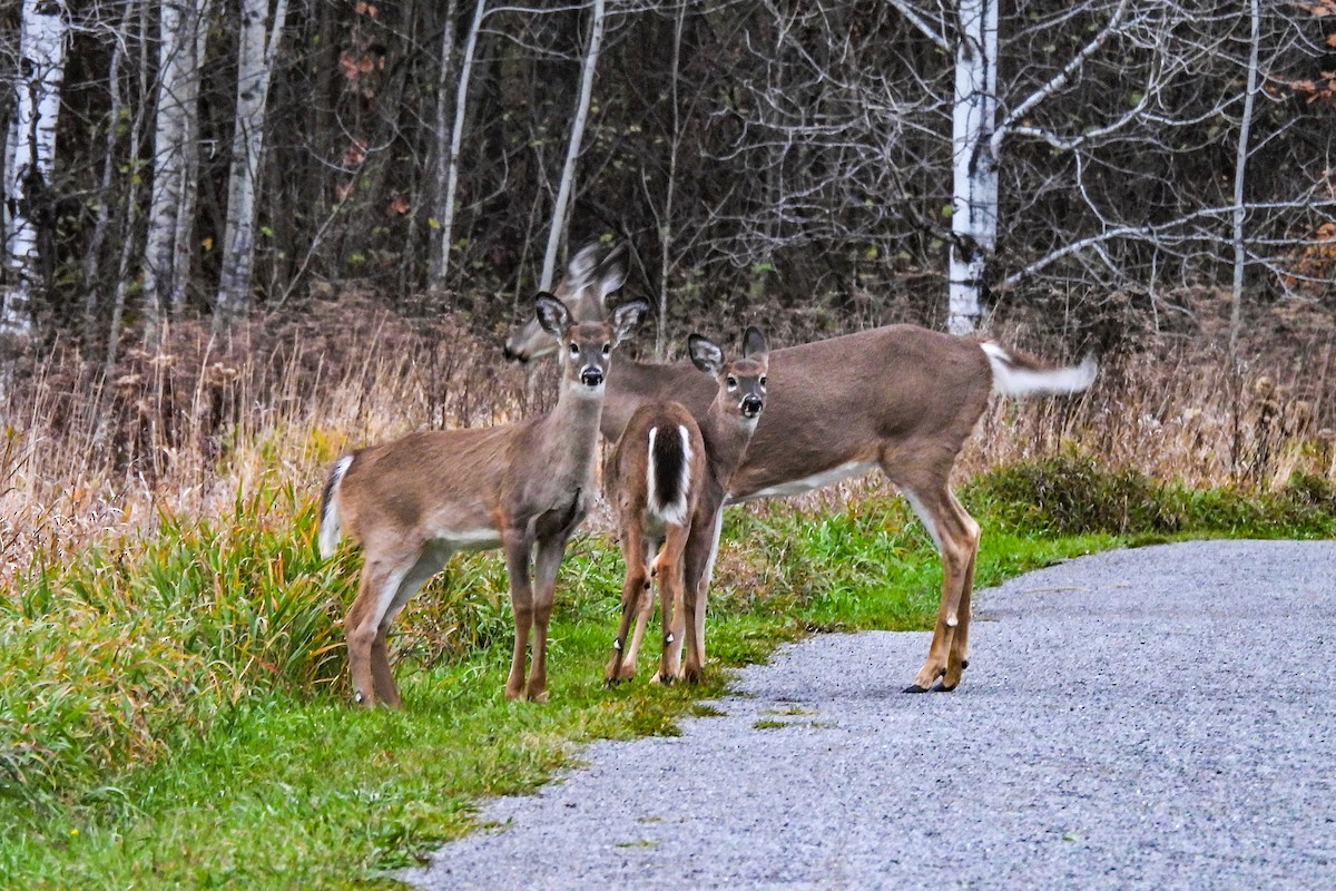 Animals - ML644192655