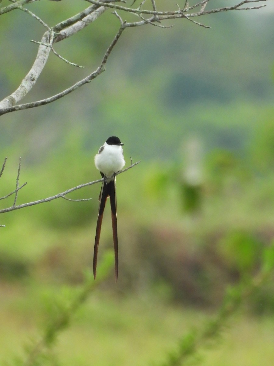 Fork-tailed Flycatcher - ML644192657