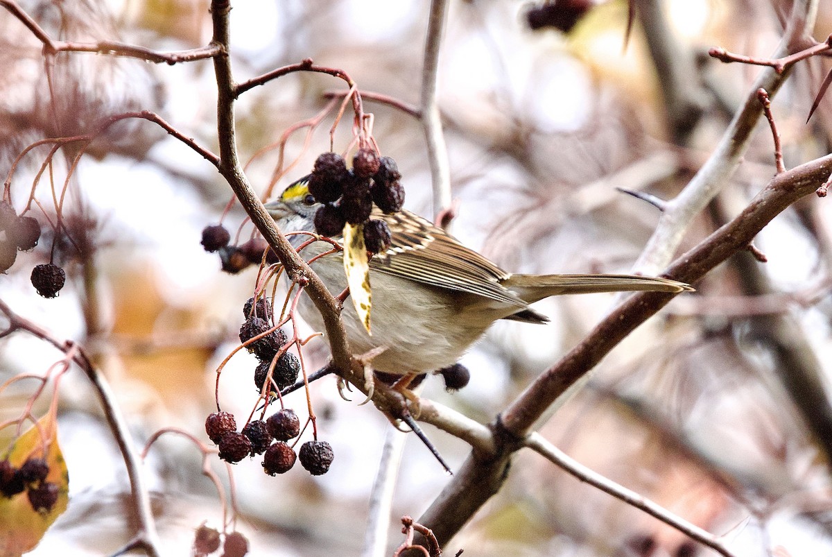 White-throated Sparrow - ML644192673