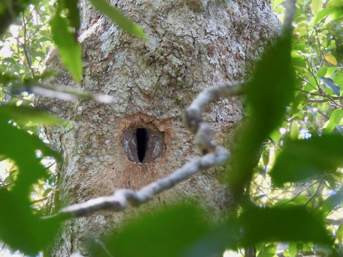 Калао білощокий - ML644192689