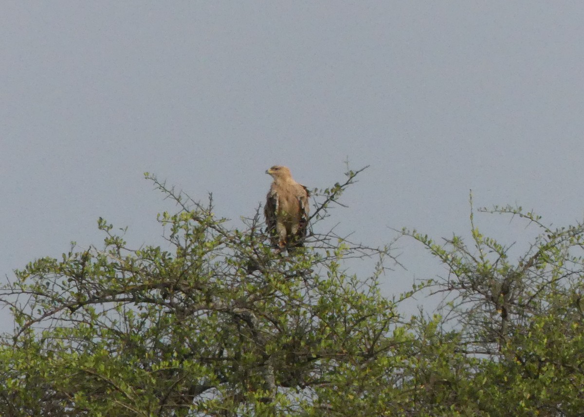 Tawny Eagle - ML644192699