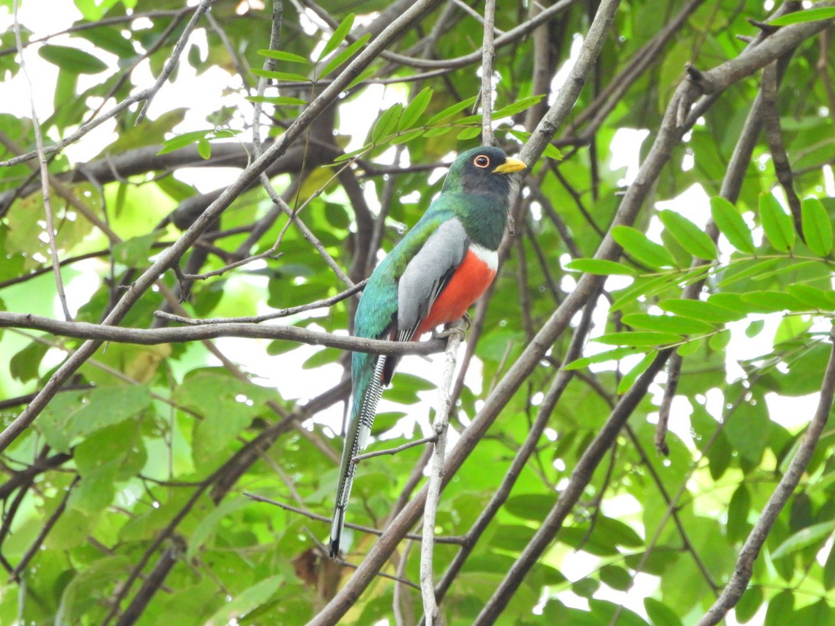 Schmucktrogon - ML644192701